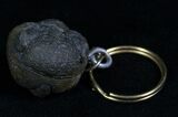 Real Phacops Trilobite Keychain #4728-1